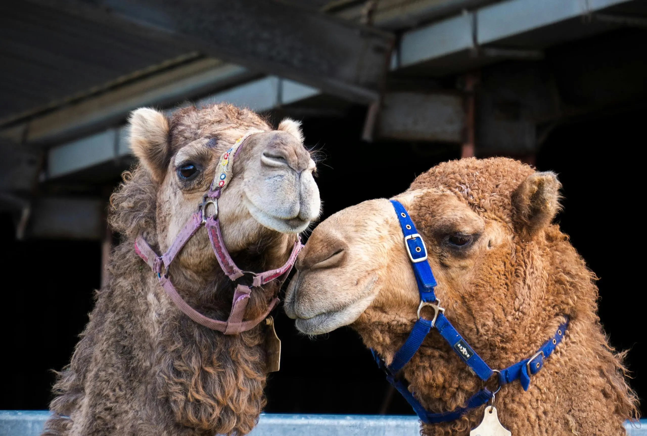 Scenic Rim Farm Gate Trail: Alpaca Picnics, Local Honey & More